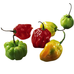 Scotch Bonnet Peppers