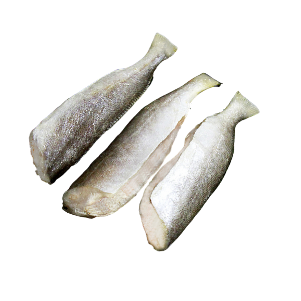 Bangamary Fish