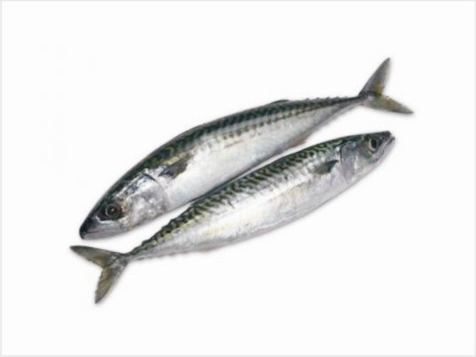 Mackerel
